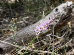Comesperma