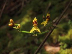 Cyrtochilum densiflorum