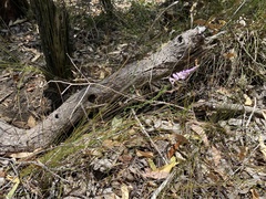 Comesperma