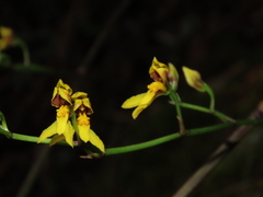 Cyrtochilum densiflorum
