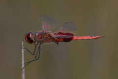Tramea stenoloba