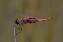 Tramea stenoloba