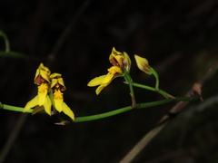 Cyrtochilum densiflorum