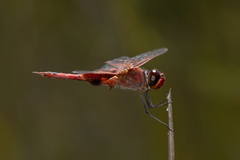 Tramea stenoloba