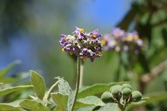 Solanum granulosoleprosum