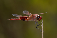 Tramea stenoloba