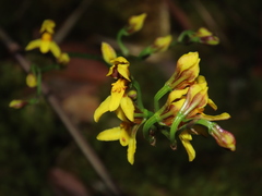 Cyrtochilum densiflorum