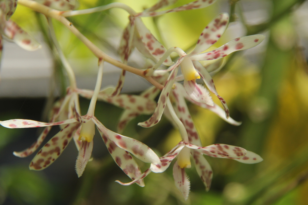 Dipodium purpureum J.J.Sm.