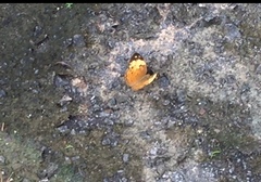 Cupha erymanthis lotis