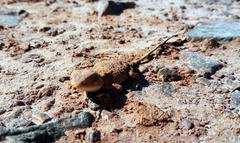 Agamidae