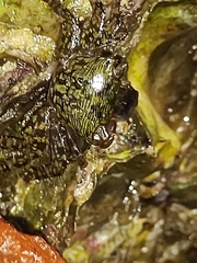 Pachygrapsus transversus