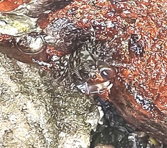 Pachygrapsus transversus