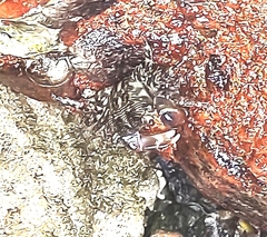 Pachygrapsus transversus