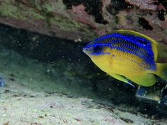 Mecaenichthys immaculatus
