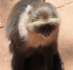 Cercopithecus mitis kolbi