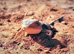 Agamidae