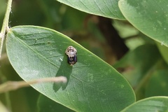 Coccinellinae