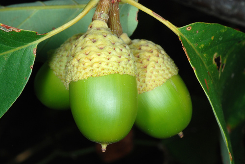 chestnut oak (Quercus montana)