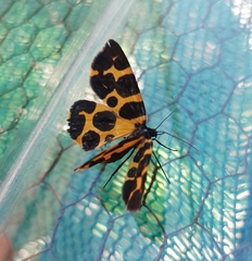 Pantherodes leonaria