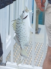 Selenotoca multifasciata