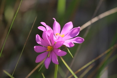Sabatia gentianoides