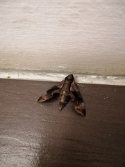 Enpinanga borneensis