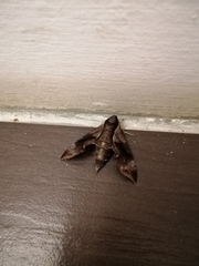 Enpinanga borneensis