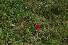 Tulipa suaveolens