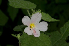Pavonia columella