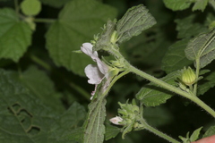 Pavonia columella