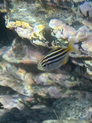 Atypichthys strigatus