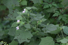 Pavonia columella