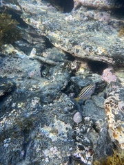 Atypichthys strigatus