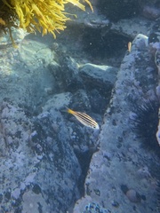 Atypichthys strigatus