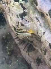 Atypichthys strigatus