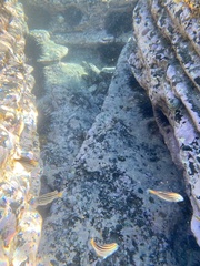 Atypichthys strigatus