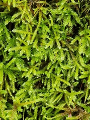 Eurhynchium