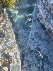 Atypichthys strigatus