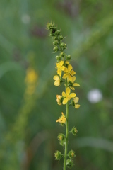 Agrimonia bracteata