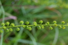 Agrimonia bracteata