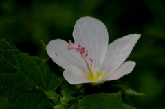 Pavonia columella