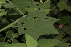 Pavonia columella