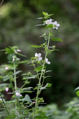Pavonia columella