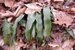 Carex fraseriana