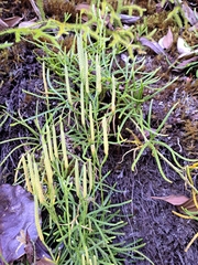 Diphasiastrum thyoides