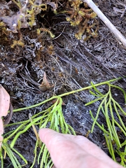 Diphasiastrum thyoides