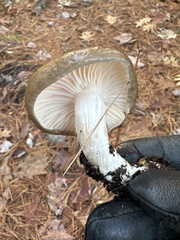 Hygrophorus