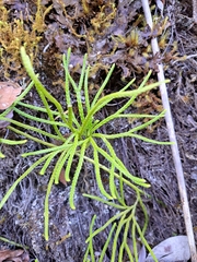 Diphasiastrum thyoides