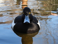 Aythya fuligula