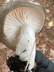 Hygrophorus